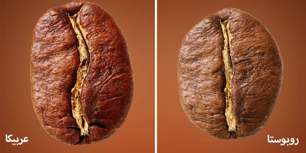 تفاوت ظاهری قهوه روبوستا با عربیکا